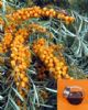 Seabuckthorn Oil